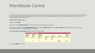 Mandibular Canine
The root canal system of the mandibular canine is very similar to that of the maxillary canine, except that the dimensions are smaller, the
root and root canal outlines are narrower in the MD dimension, and the mandibular canine occasionally has two roots and two root
canals located labially and lingually.
Access: Oval or slot shaped.
Wider LL than MD.
Removal of the lingual shoulder is critical to expose the possible second canal.
Most common form of the mandibular canine is one with a single root 94.8 while two-rooted mandibular canine was reported as
5.2%.(Alexandersen V 1963)(Pecora JD et al. 1993)
94% one canal, 6% two canals (Vertucci 1984 – United States)
Average length of 25.6 mm.
 