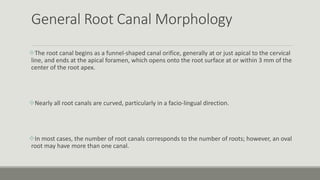General Root Canal Morphology
The root canal begins as a funnel-shaped canal orifice, generally at or just apical to the cervical
line, and ends at the apical foramen, which opens onto the root surface at or within 3 mm of the
center of the root apex.
Nearly all root canals are curved, particularly in a facio-lingual direction.
In most cases, the number of root canals corresponds to the number of roots; however, an oval
root may have more than one canal.
 