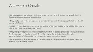 Accessory Canals
Accessory canals are minute canals that extend in a horizontal, vertical, or lateral direction
from the pulp space to the periodontium.
They are formed by the entrapment of periodontal vessels in Hertwig’s epithelial root sheath
during calcification.
In 74% of cases they are found in the apical third of the root, in 11% in the middle third, and in
15% in the cervical third (Vertucci, 1984).
They may play a significant role in the communication of disease processes, serving as avenues
for the passage of irritants, primarily from the pulp to the periodontium, although
communication of inflammatory processes may occur from either tissue.
Accessory canals that are present in the bifurcation or trifurcation of multi-rooted teeth are
referred to as furcation canals.
 