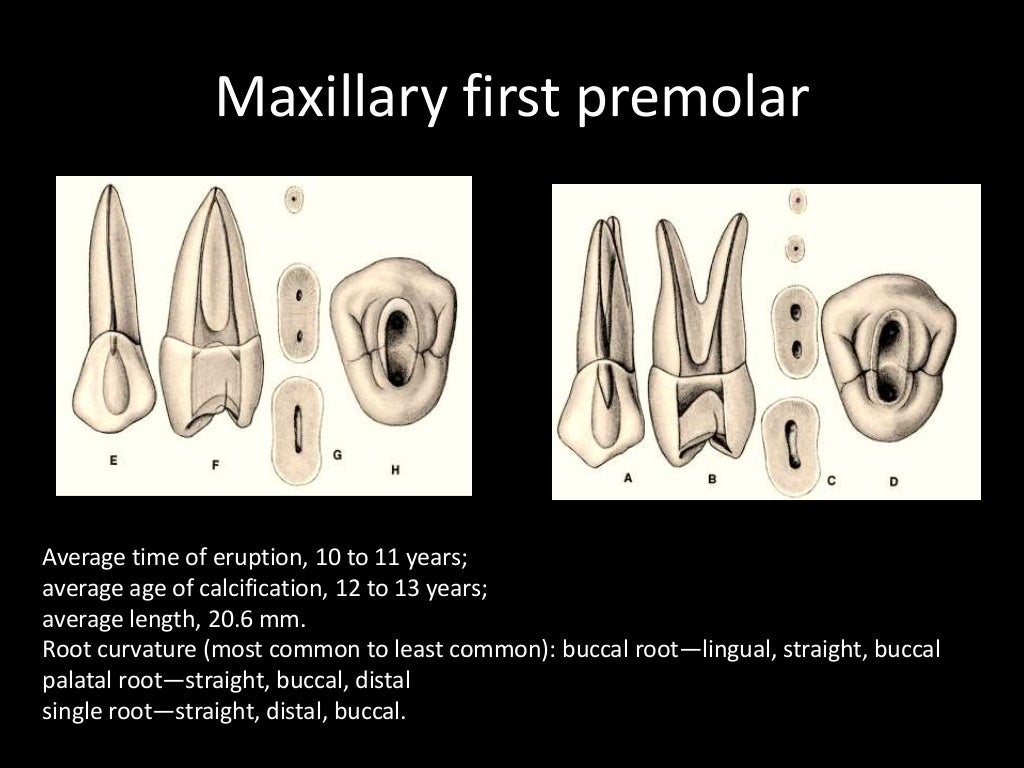 Root canal morphology nidhi