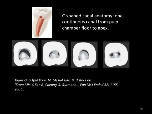 C shaped canal pdf merge
