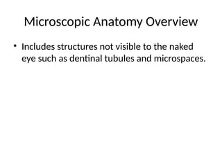 Comprehensive Overview of Root Canal System and Microscopic Anatomy in ...