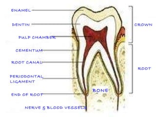 ROOT CROWN ENAMEL DENTIN PULP CHAMBER CEMENTUM ROOT CANAL END OF ROOT PERIODONTAL LIGAMENT NERVE & BLOOD VESSELS BONE 