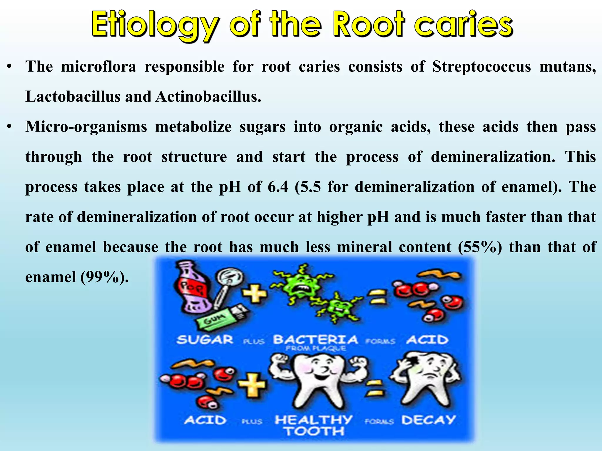 • The microflora responsible for root caries consists of Streptococcus mutans,
Lactobacillus and Actinobacillus.
• Micro-organisms metabolize sugars into organic acids, these acids then pass
through the root structure and start the process of demineralization. This
process takes place at the pH of 6.4 (5.5 for demineralization of enamel). The
rate of demineralization of root occur at higher pH and is much faster than that
of enamel because the root has much less mineral content (55%) than that of
enamel (99%).
 