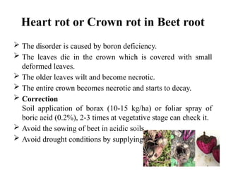 Comprehensive Guide to Cultivation and Management of Root Crops: Carrot ...