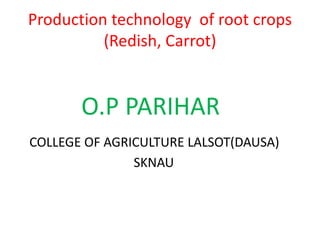 O.P PARIHAR
COLLEGE OF AGRICULTURE LALSOT(DAUSA)
SKNAU
Production technology of root crops
(Redish, Carrot)
 