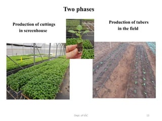 Rooted apical cutting in potato | PPTX