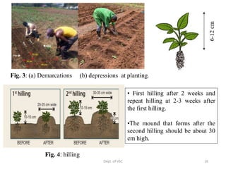 Rooted apical cutting in potato | PPTX