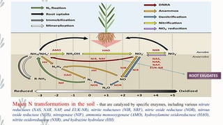 Root excudates and their role in nutrition | PPTX