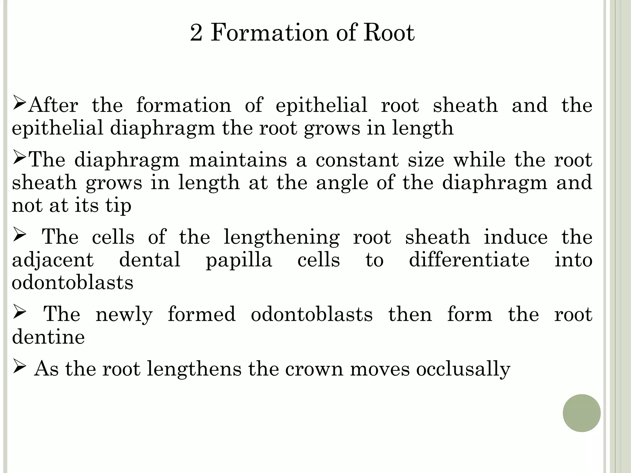 2 Formation of Root

After the formation of epithelial root sheath and the
epithelial diaphragm the root grows in length
The diaphragm maintains a constant size while the root
sheath grows in length at the angle of the diaphragm and
not at its tip
 The cells of the lengthening root sheath induce the
adjacent dental papilla cells to differentiate into
odontoblasts
 The newly formed odontoblasts then form the root
dentine
 As the root lengthens the crown moves occlusally
 