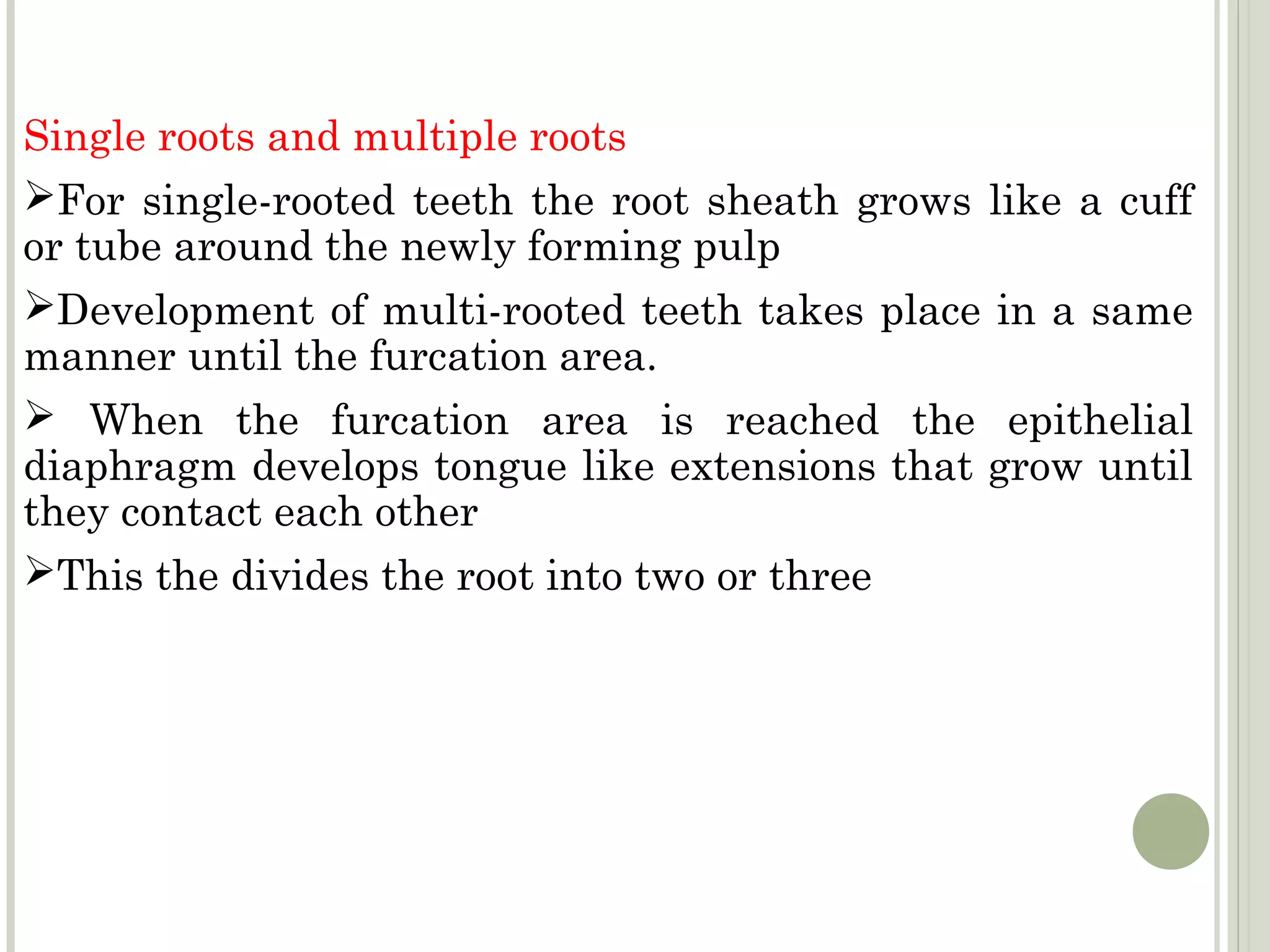 Single roots and multiple roots
For single-rooted teeth the root sheath grows like a cuff
or tube around the newly forming pulp
Development of multi-rooted teeth takes place in a same
manner until the furcation area.
 When the furcation area is reached the epithelial
diaphragm develops tongue like extensions that grow until
they contact each other
This the divides the root into two or three
 