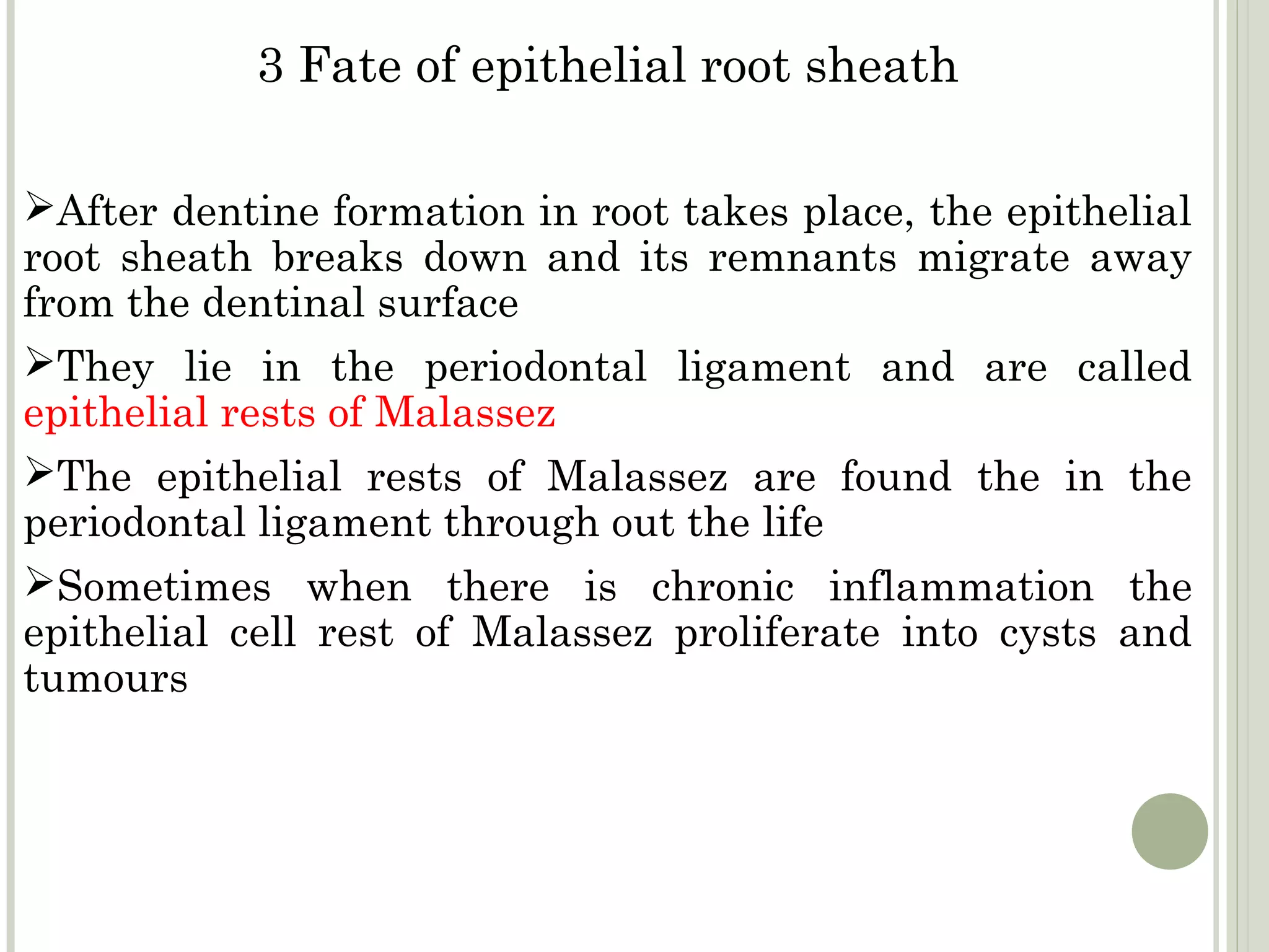 3 Fate of epithelial root sheath

After dentine formation in root takes place, the epithelial
root sheath breaks down and its remnants migrate away
from the dentinal surface
They lie in the periodontal ligament and are called
epithelial rests of Malassez
The epithelial rests of Malassez are found the in the
periodontal ligament through out the life
Sometimes when there is chronic inflammation the
epithelial cell rest of Malassez proliferate into cysts and
tumours
 