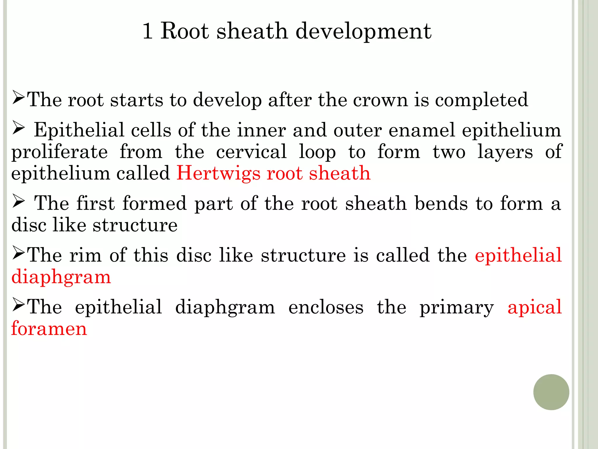 1 Root sheath development

The root starts to develop after the crown is completed
 Epithelial cells of the inner and outer enamel epithelium
proliferate from the cervical loop to form two layers of
epithelium called Hertwigs root sheath
 The first formed part of the root sheath bends to form a
disc like structure
The rim of this disc like structure is called the epithelial
diaphgram
The epithelial diaphgram encloses the primary apical
foramen
 