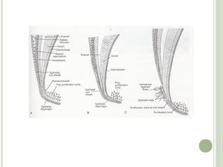 Root formation | PPT