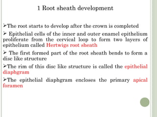 Root formation | PPT