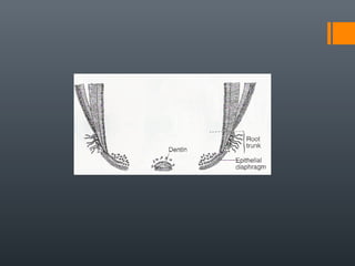 Root formation | PPT