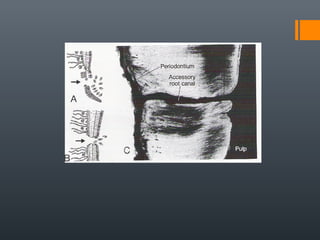 Root formation | PPT