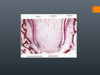 Root formation | PPT