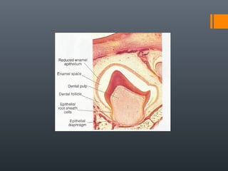Root formation | PPT