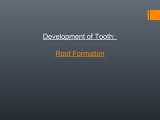 Development of Tooth:
Root Formation
 