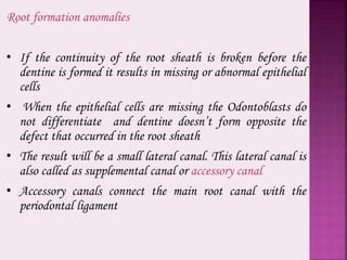 Root formation anomalies
• If the continuity of the root sheath is broken before the
dentine is formed it results in missing or abnormal epithelial
cells
• When the epithelial cells are missing the Odontoblasts do
not differentiate and dentine doesn’t form opposite the
defect that occurred in the root sheath
• The result will be a small lateral canal. This lateral canal is
also called as supplemental canal or accessory canal
• Accessory canals connect the main root canal with the
periodontal ligament
 