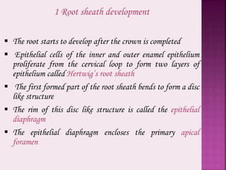 1 Root sheath development
 The root starts to develop after the crown is completed
 Epithelial cells of the inner and outer enamel epithelium
proliferate from the cervical loop to form two layers of
epithelium called Hertwig’s root sheath
 The first formed part of the root sheath bends to form a disc
like structure
 The rim of this disc like structure is called the epithelial
diaphragm
 The epithelial diaphragm encloses the primary apical
foramen
 