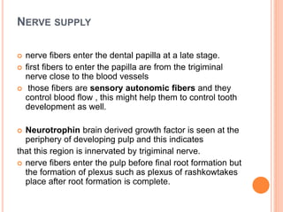 NERVE SUPPLY
 nerve fibers enter the dental papilla at a late stage.
 first fibers to enter the papilla are from the trigiminal
nerve close to the blood vessels
 those fibers are sensory autonomic fibers and they
control blood flow , this might help them to control tooth
development as well.
 Neurotrophin brain derived growth factor is seen at the
periphery of developing pulp and this indicates
that this region is innervated by trigiminal nerve.
 nerve fibers enter the pulp before final root formation but
the formation of plexus such as plexus of rashkowtakes
place after root formation is complete.
 