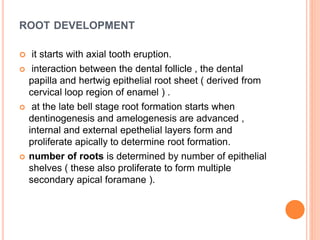 ROOT DEVELOPMENT
 it starts with axial tooth eruption.
 interaction between the dental follicle , the dental
papilla and hertwig epithelial root sheet ( derived from
cervical loop region of enamel ) .
 at the late bell stage root formation starts when
dentinogenesis and amelogenesis are advanced ,
internal and external epethelial layers form and
proliferate apically to determine root formation.
 number of roots is determined by number of epithelial
shelves ( these also proliferate to form multiple
secondary apical foramane ).
 