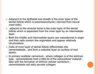  Adjacent to the epithelial root sheath is the inner layer of the
dental follicle which is ectomesenchyme ( derived from neural
crest cells).
 adjacent to the alveolar bone is the outer layer of the dental
follicle which is separated from the inner layer by an intermediate
layer.
 Both the middle and intermediate layers are mesodermal in origin
and their cells contain few organelles and appear relatively
structureless.
 Cells of inner layer of dental follicle differentiate into
cementoblasts , and form a cuboidal layer on surface of root
dentin .
 In primary acellular cementum , where collagen is of the extrinsic
type , cementoblasts from a little bit of the extracellular material ,
later with the formation of intrincic cellular cementum ,
cementoblasts will asllo secrete collagen.
 