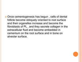  Once cementogenesis has begun , cells of dental
follicle become obliquely oriented to root surface
and their organelles increase and become the
fibroblasts of PL , and they secrete collagen in the
extracellular fluid and become embedded in
cementum on the root surface and in bone on
alveolar surface.
 