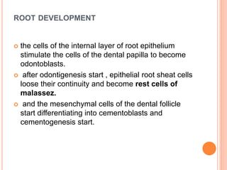 ROOT DEVELOPMENT
 the cells of the internal layer of root epithelium
stimulate the cells of the dental papilla to become
odontoblasts.
 after odontigenesis start , epithelial root sheat cells
loose their continuity and become rest cells of
malassez.
 and the mesenchymal cells of the dental follicle
start differentiating into cementoblasts and
cementogenesis start.
 