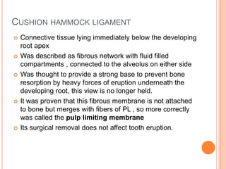 CUSHION HAMMOCK LIGAMENT
 Connective tissue lying immediately below the developing
root apex
 Was described as fibrous network with fluid filled
compartments , connected to the alveolus on either side
 Was thought to provide a strong base to prevent bone
resorption by heavy forces of eruption underneath the
developing root, this view is no longer held.
 It was proven that this fibrous membrane is not attached
to bone but merges with fibers of PL , so more correctly
was called the pulp limiting membrane
 Its surgical removal does not affect tooth eruption.
 