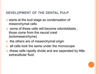 DEVELOPMENT OF THE DENTAL PULP
 starts at the bud stage as condensation of
mesenchymal cells
 some of these cells will become odontoblasts ,
those come from the neural crest
(ectomesenchyme)
 the others are of mesenchymal origin
 all cells look the same under the microscope
 -these cells rapidly divide and are seperated by little
extracellular fluid.
 
