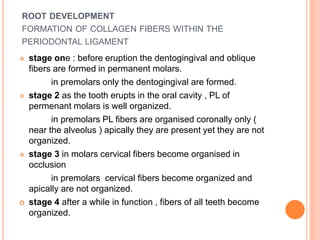 ROOT DEVELOPMENT
FORMATION OF COLLAGEN FIBERS WITHIN THE
PERIODONTAL LIGAMENT
 stage one : before eruption the dentogingival and oblique
fibers are formed in permanent molars.
in premolars only the dentogingival are formed.
 stage 2 as the tooth erupts in the oral cavity , PL of
permenant molars is well organized.
in premolars PL fibers are organised coronally only (
near the alveolus ) apically they are present yet they are not
organized.
 stage 3 in molars cervical fibers become organised in
occlusion
in premolars cervical fibers become organized and
apically are not organized.
 stage 4 after a while in function , fibers of all teeth become
organized.
 