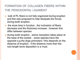 FORMATION OF COLLAGEN FIBERS WITHIN
THE PERIODONTAL LIGAMENT
 bulk of PL fibers is not fully organized during eruption
and this was proposed to help dissipate the forces
during tooth eruption.
 the more time in function , the inclination of fibers
decrease and the thickness increase , however this
differ between species.
 during tooth eruption , active resorption takes place at
the base of the socket. , some species have the
opposite e.g the dogs premolars ! this depends on the
distance of eruption , if the distance more than the
root length bone deposition is a must.
 