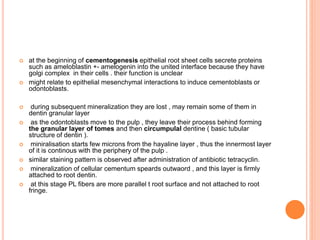  at the beginning of cementogenesis epithelial root sheet cells secrete proteins
such as ameloblastin +- amelogenin into the united interface because they have
golgi complex in their cells . their function is unclear
 might relate to epithelial mesenchymal interactions to induce cementoblasts or
odontoblasts.
 during subsequent mineralization they are lost , may remain some of them in
dentin granular layer
 as the odontoblasts move to the pulp , they leave their process behind forming
the granular layer of tomes and then circumpulal dentine ( basic tubular
structure of dentin ).
 miniralisation starts few microns from the hayaline layer , thus the innermost layer
of it is continous with the periphery of the pulp .
 similar staining pattern is observed after administration of antibiotic tetracyclin.
 mineralization of cellular cementum speards outwaord , and this layer is firmly
attached to root dentin.
 at this stage PL fibers are more parallel t root surface and not attached to root
fringe.
 