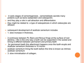  in early stages of cementogenesis , cementoblasts secrete many
proteins such as bone sialoprotein and osteopontin.
 and they play a role in cell attraction and differentiation.
 they might be related to a type of osteopetrosis in which osteocytes are
dificient.
 subsequent development of acellular cementum includes
 1. slow increase in thickness,
 2.continouty between PL fibers and fibrous fringe at the surface of root
dentine,) this is the only way a tooth can be supported in the socket and
timing is different between permanent and primary teeth
 for permanent teeth this attachment happens once the tooth erupts and
Acellular cementum thickness is 10 micron
 acellular cementum lining the tooth before this time is known as intrinsic
acellular cementum
 3. slow miniralisation of collagen.
 