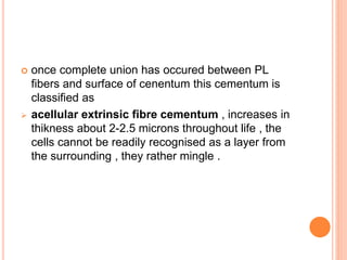  once complete union has occured between PL
fibers and surface of cenentum this cementum is
classified as
 acellular extrinsic fibre cementum , increases in
thikness about 2-2.5 microns throughout life , the
cells cannot be readily recognised as a layer from
the surrounding , they rather mingle .
 