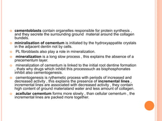  cementoblasts contain organelles responsible for protein synthesis ,
and they secrete the surrounding ground material around the collagen
bundels.
 miniralisation of cementum is initiated by the hydroxyappatite crystals
in the adjacent dentin not by cells.
 PL fibroblasts also play a role in mineralization.
 mineralization is a long slow process , this explains the absence of a
precementum layer.
 mineralization of cementum is linked to the initial root dentine formation
, thats why drugs which inhibit this processsuch as bisphosphonates
inhibit also cementogenesis.
 cementogenesis is rythemetic process with periods of increased and
decreased activity , this explains the presence of incremental lines ,
incremental lines are associated with decreased activity , they contain
high content of ground materialand water and less amount of collagen.
 acellular cementum forms more slowly , than cellular cementum , the
incremental lines are packed more together.
 