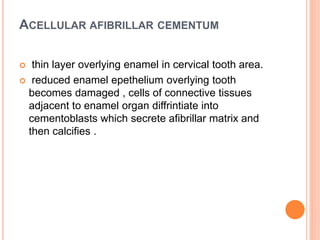ACELLULAR AFIBRILLAR CEMENTUM
 thin layer overlying enamel in cervical tooth area.
 reduced enamel epethelium overlying tooth
becomes damaged , cells of connective tissues
adjacent to enamel organ diffrintiate into
cementoblasts which secrete afibrillar matrix and
then calcifies .
 
