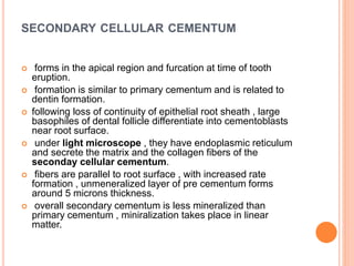 SECONDARY CELLULAR CEMENTUM
 forms in the apical region and furcation at time of tooth
eruption.
 formation is similar to primary cementum and is related to
dentin formation.
 following loss of continuity of epithelial root sheath , large
basophiles of dental follicle differentiate into cementoblasts
near root surface.
 under light microscope , they have endoplasmic reticulum
and secrete the matrix and the collagen fibers of the
seconday cellular cementum.
 fibers are parallel to root surface , with increased rate
formation , unmeneralized layer of pre cementum forms
around 5 microns thickness.
 overall secondary cementum is less mineralized than
primary cementum , miniralization takes place in linear
matter.
 