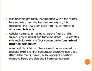  cells become gradually incorporated within the matrix
they secrete , then the become osteoyte , this
necissates the new stem cells from PL differentiate
into cementoblasts.
 cellular cementum has no sharpeys fibers and is
present only in apical and furcation areas , it alternates
with acellular extrinsic fiber cementum to form mixed
stratified cementum.
 when cellular intrinsic fiber cementum is covered by
acellular extrinsic fiber cementum sharpeys fibers are
attached to root surface , in the opposite situation ,
sharpeys fibers are detached from root surface.
 