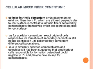 CELLULAR MIXED FIBER CEMENTUM :
 cellular intrinsic cementum gives attachment to
extrinsic fibers from PL which are aligned perpindicular
to root surface incontrast to intrinsic fibers secreted by
cementoblasts themselves which are secreted parallel
to root surface.
 as for acellular cementum , exact origin of cells
responsible for formation of secondary cementum still
needs clarification , its believed they come from
different cell populations.
 due to similarity between cementoblasts and
osteoblasts it has been suggested that proginertaor
cells responsible for formation osteoblast could
migrate to PL and provide new source for
cementoblasts.
 