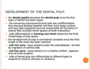 DEVELOPMENT OF THE DENTAL PULP
 the dental papilla becomes the dental pulp once the first
layer of dentin has been layed.
 the remaining ectomesenchymal cells are undiffrentiaited ,
they become packed together and they have large nucleus
and very little cytoplasm and are responsible for formation of
coarse fiber bundles which appear at tooth maturation.
 cells differentiation in hertwig root sheet determins the final
morphology of pulp space .
 the development of pulp is considered complete once the final
length of the roots has been reached.
 cell rich zone : layer present under the odontoblasts , formed
by migration of central cells.
 cell free zone : some believe it is a fixation artifact , appears
around tooth eruption.
 cells of dental pulp can differentiate to different types to
respond to insult or stimulus or whatever.
 