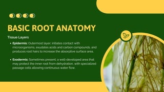 Root Growth, Physiology, and Soilless Culture.pdf