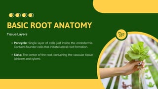 Root Growth, Physiology, and Soilless Culture.pdf