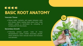 Root Growth, Physiology, and Soilless Culture.pdf
