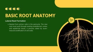 Root Growth, Physiology, and Soilless Culture.pdf