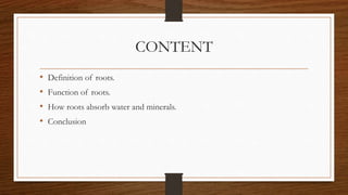 CONTENT
• Definition of roots.
• Function of roots.
• How roots absorb water and minerals.
• Conclusion
 