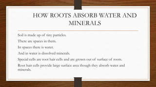 HOW ROOTS ABSORB WATER AND
MINERALS
Soil is made up of tiny particles.
There are spaces in them.
In spaces there is water.
And in water is dissolved minerals.
Special cells are root hair cells and are grown out of surface of roots.
Root hair cells provide large surface area though they absorb water and
minerals.
 
